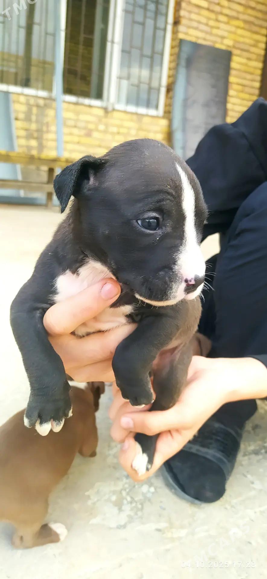 pitbul - Сейди - img 2