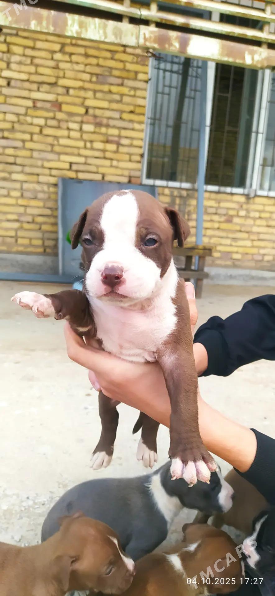 pitbul - Сейди - img 4