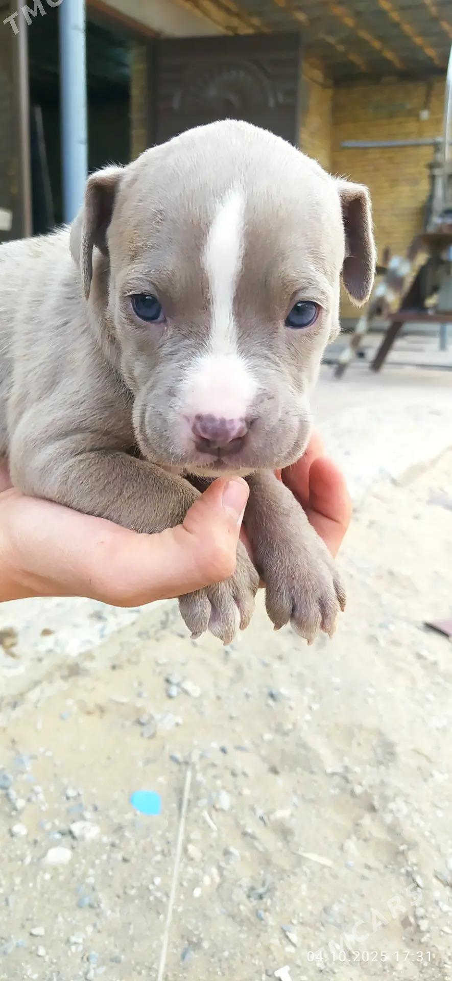 pitbul - Сейди - img 3