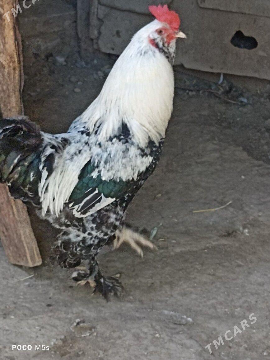 brama türkünki - Hitrowka - img 2