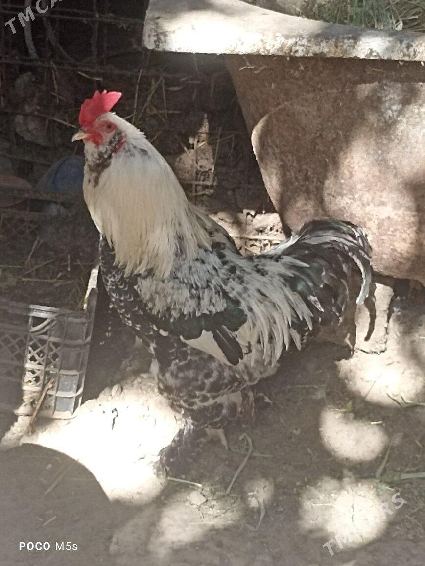 brama türkünki - Hitrowka - img 4