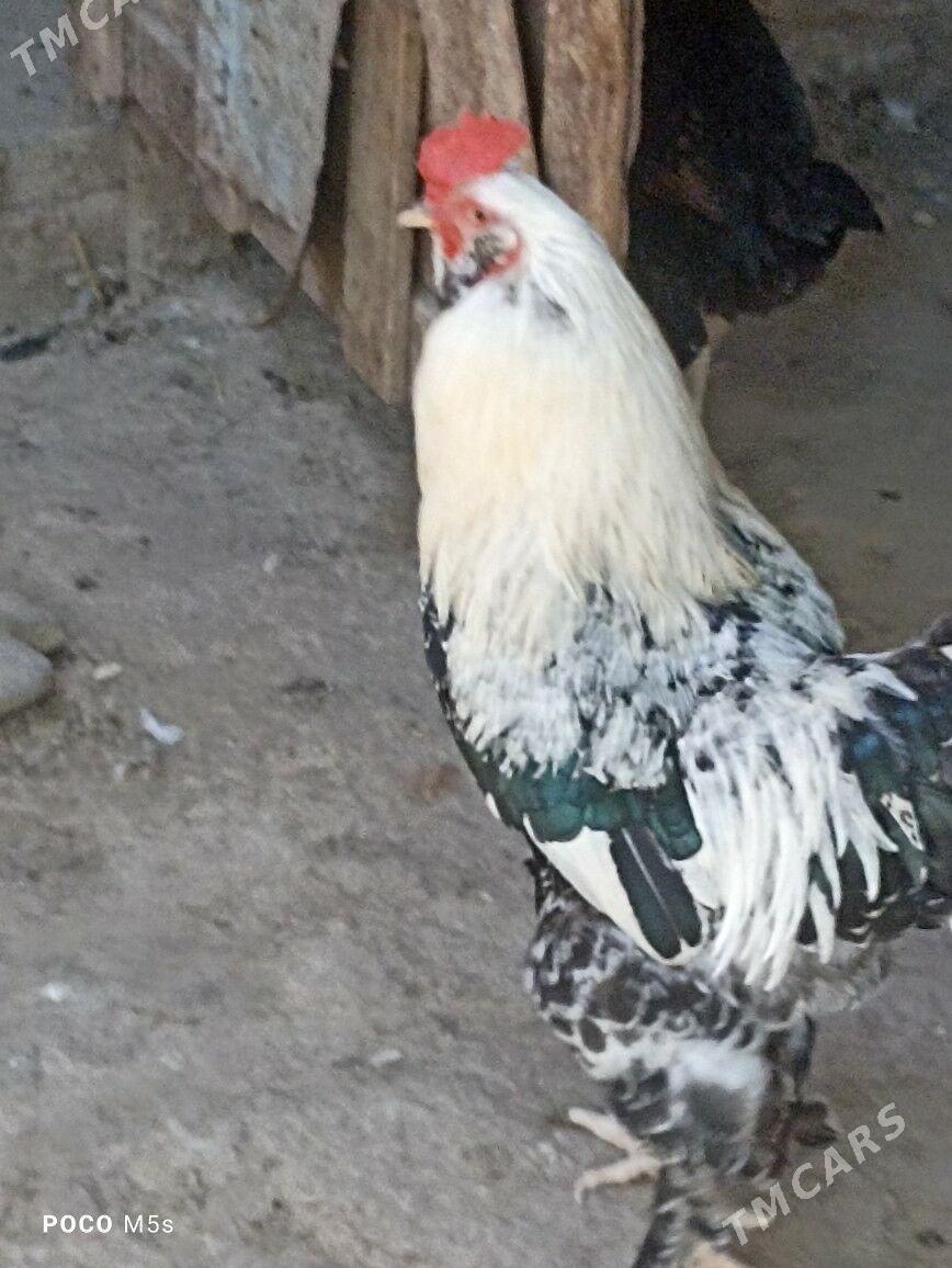 brama türkünki - Hitrowka - img 3