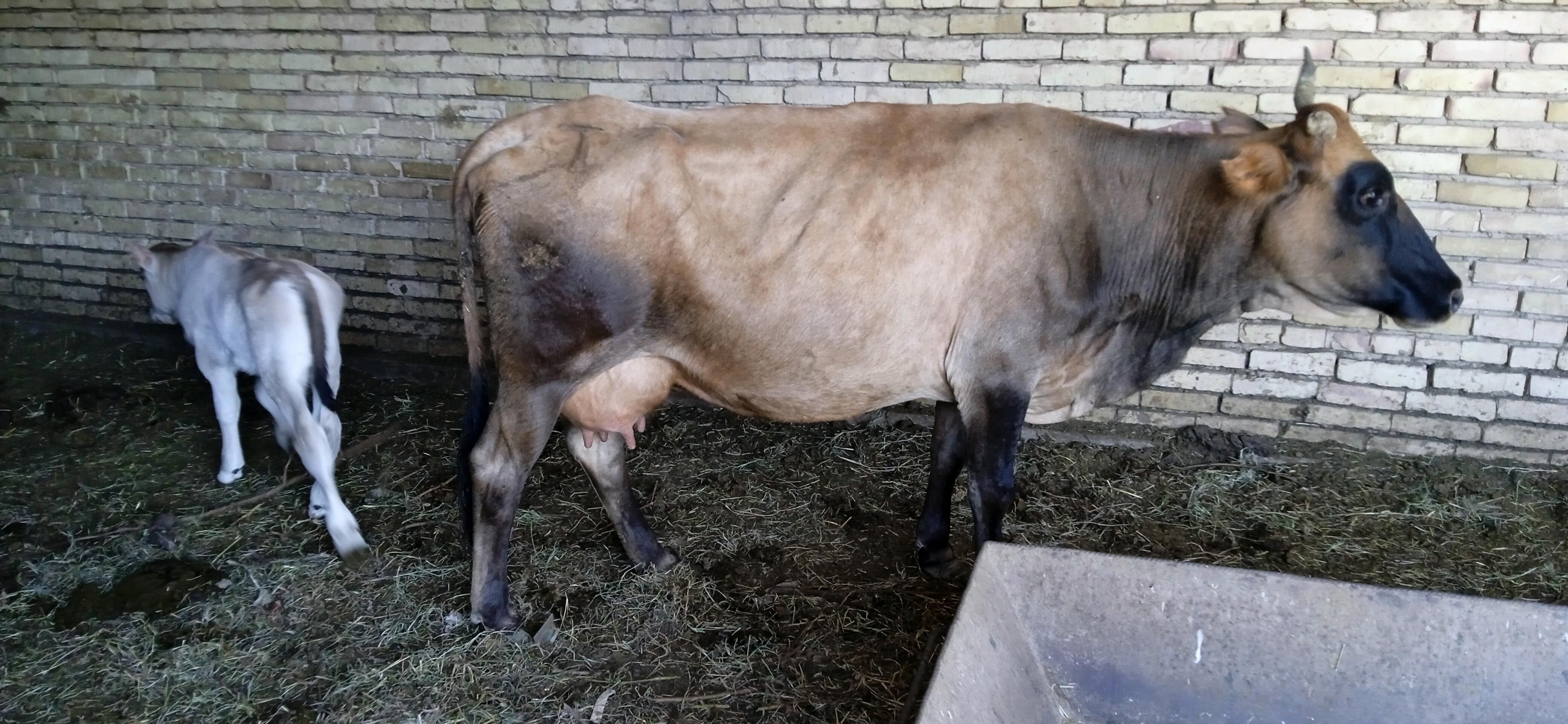 Göleli sygyr - Mary - img 3