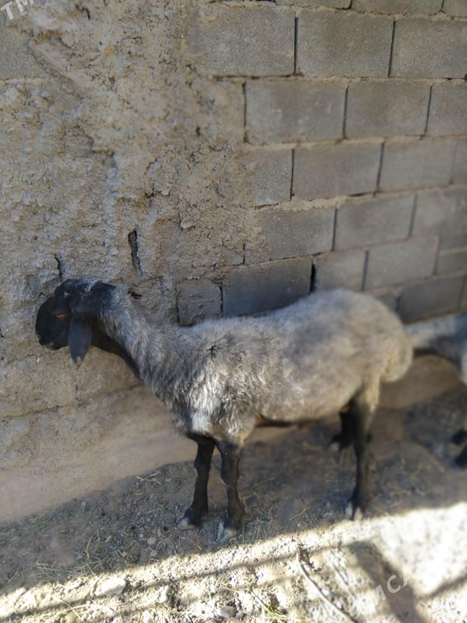 goýun - Kaka - img 2
