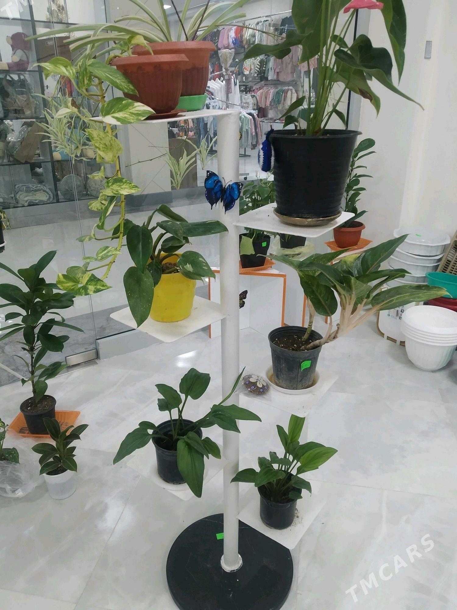 gül podstawka - Gökdepe - img 1