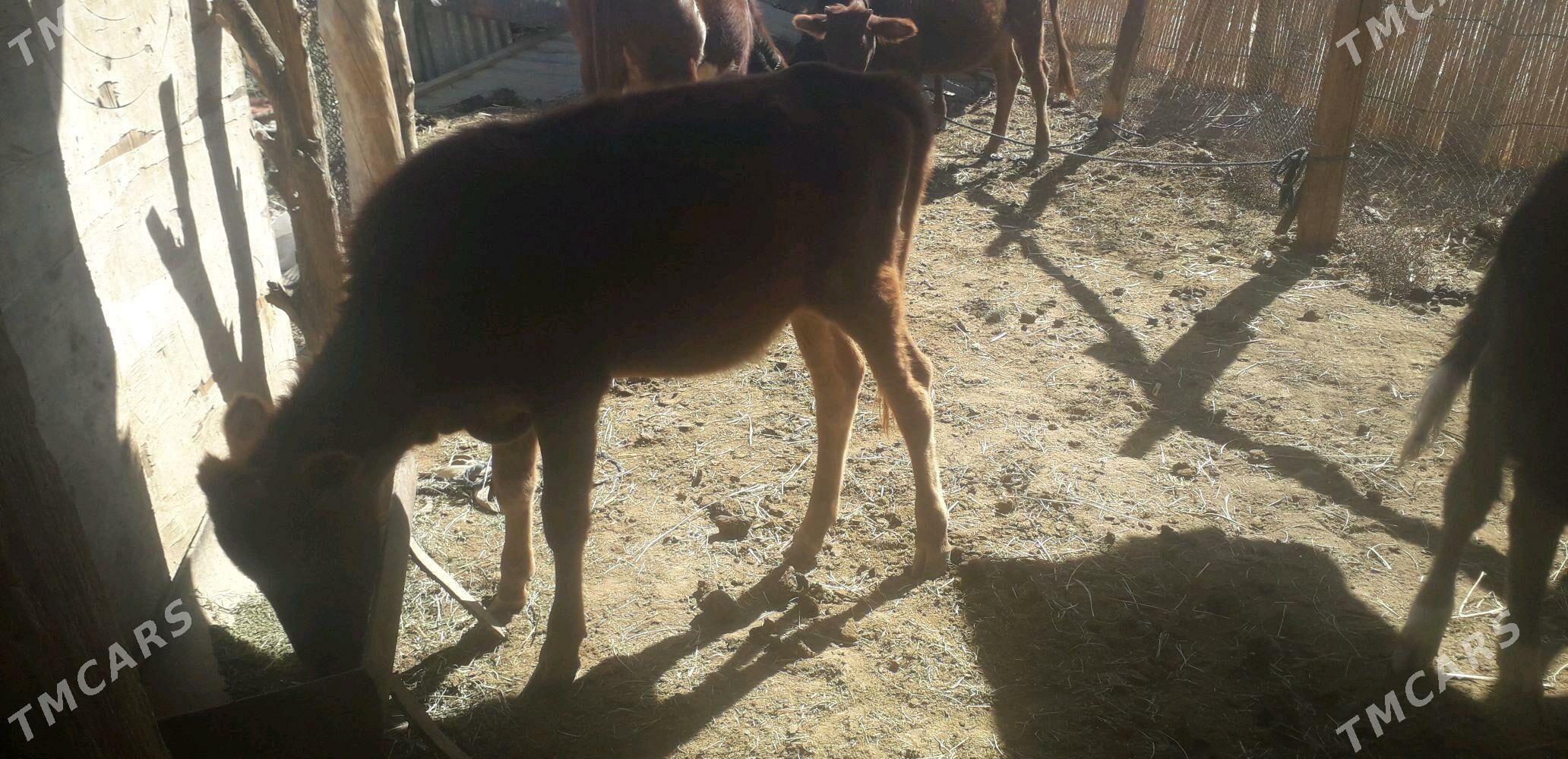 Göle - Мары - img 2