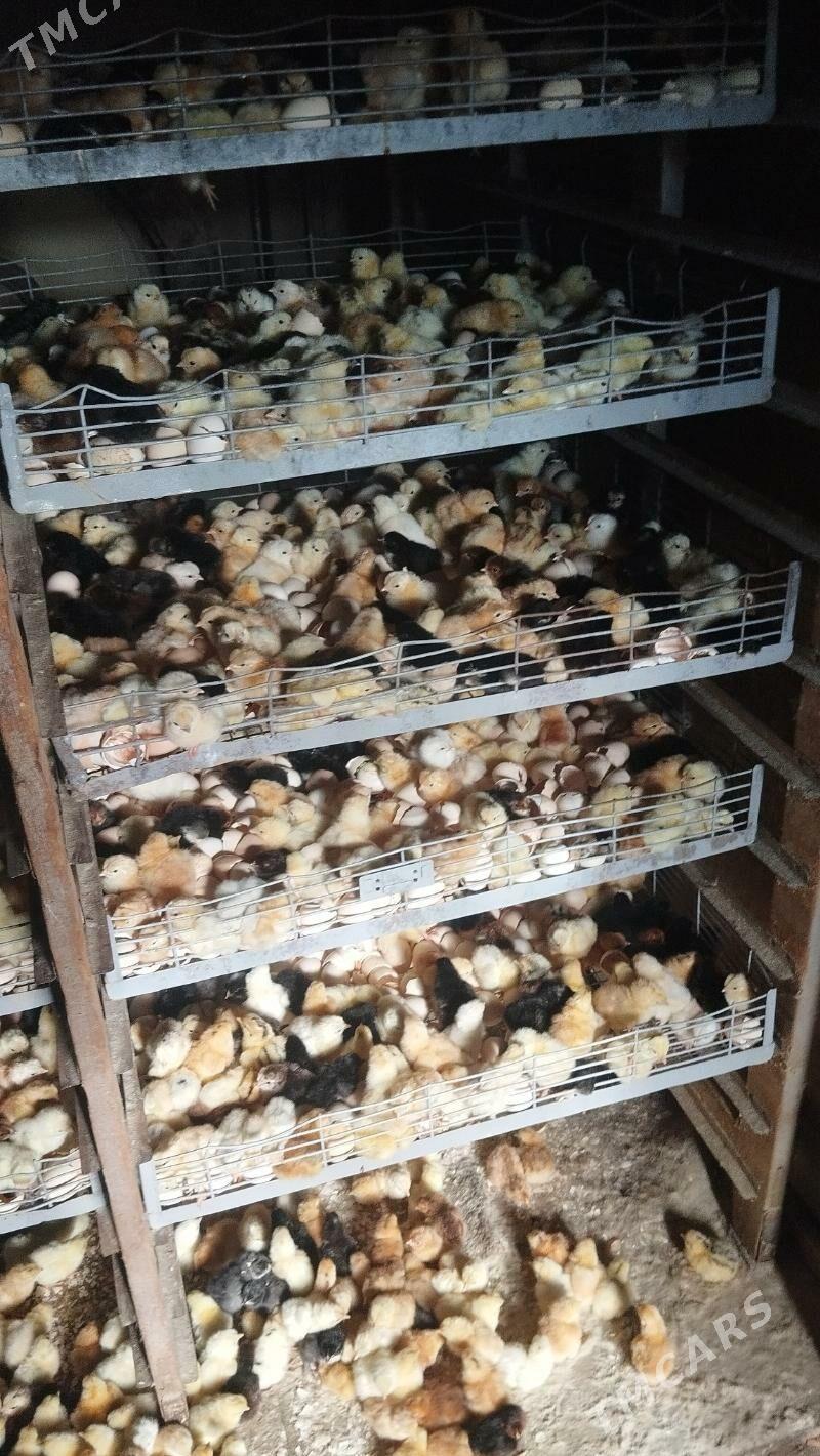 juyje sutusni 864302186 - Мургап - img 2