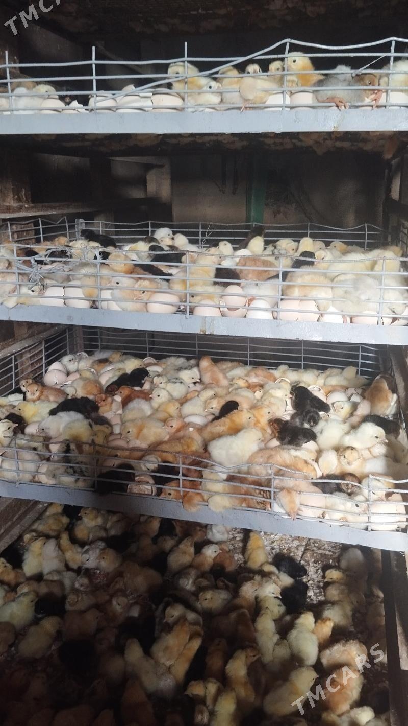 juyje sutusni 864302186 - Мургап - img 3