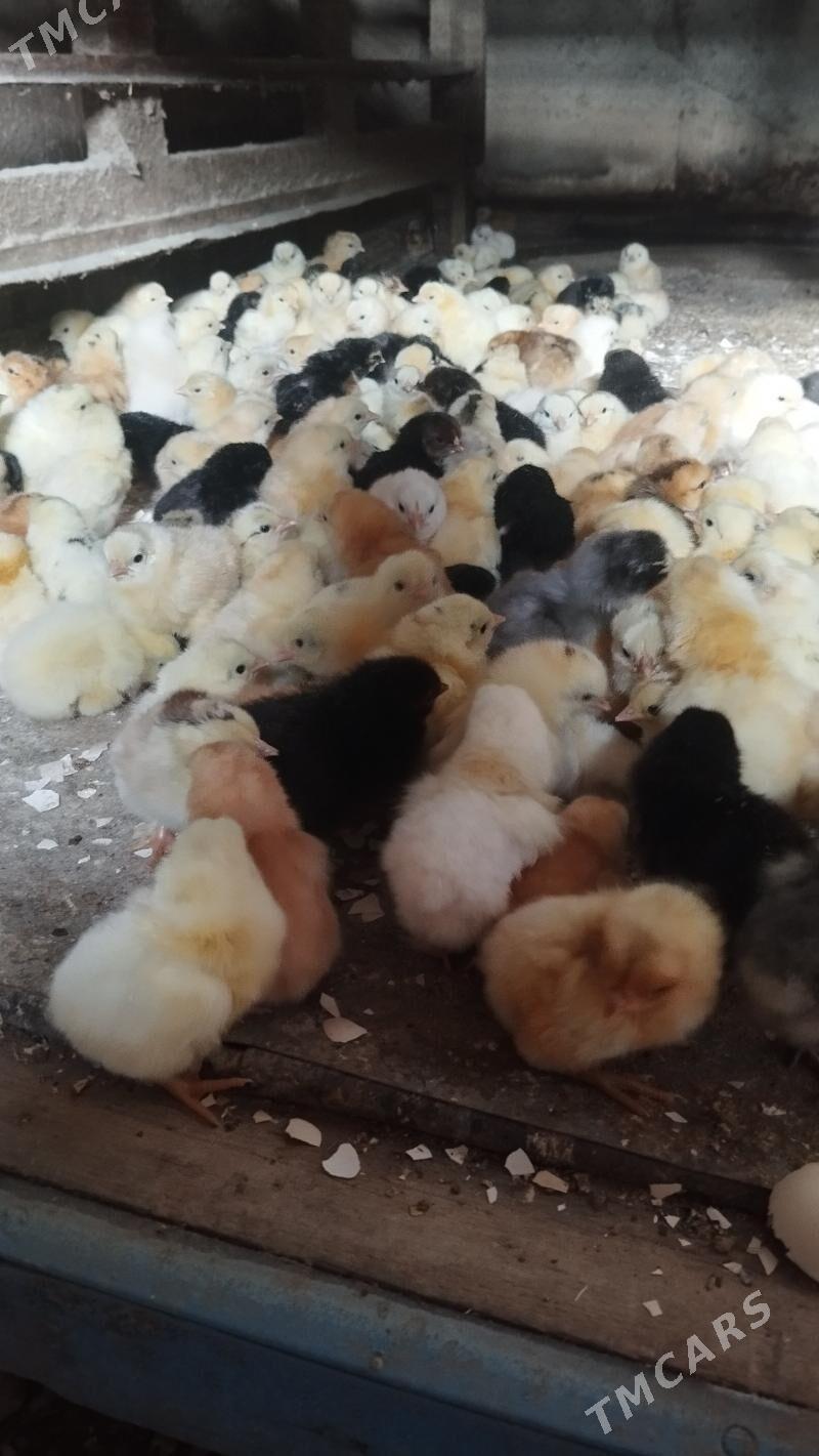 juyje sutusni 864302186 - Мургап - img 1