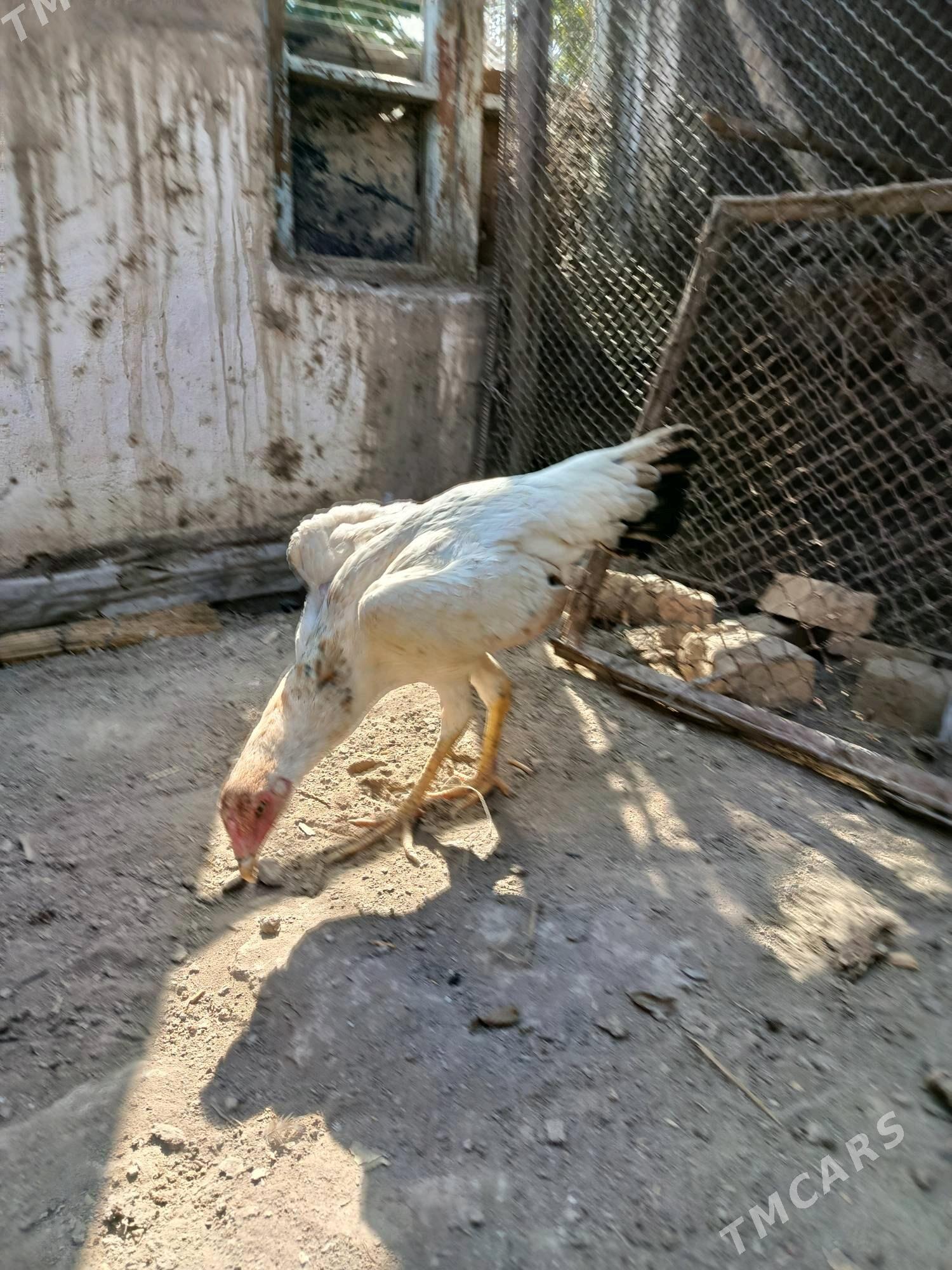 horaz juje we towuk juje - Чарджоу - img 3