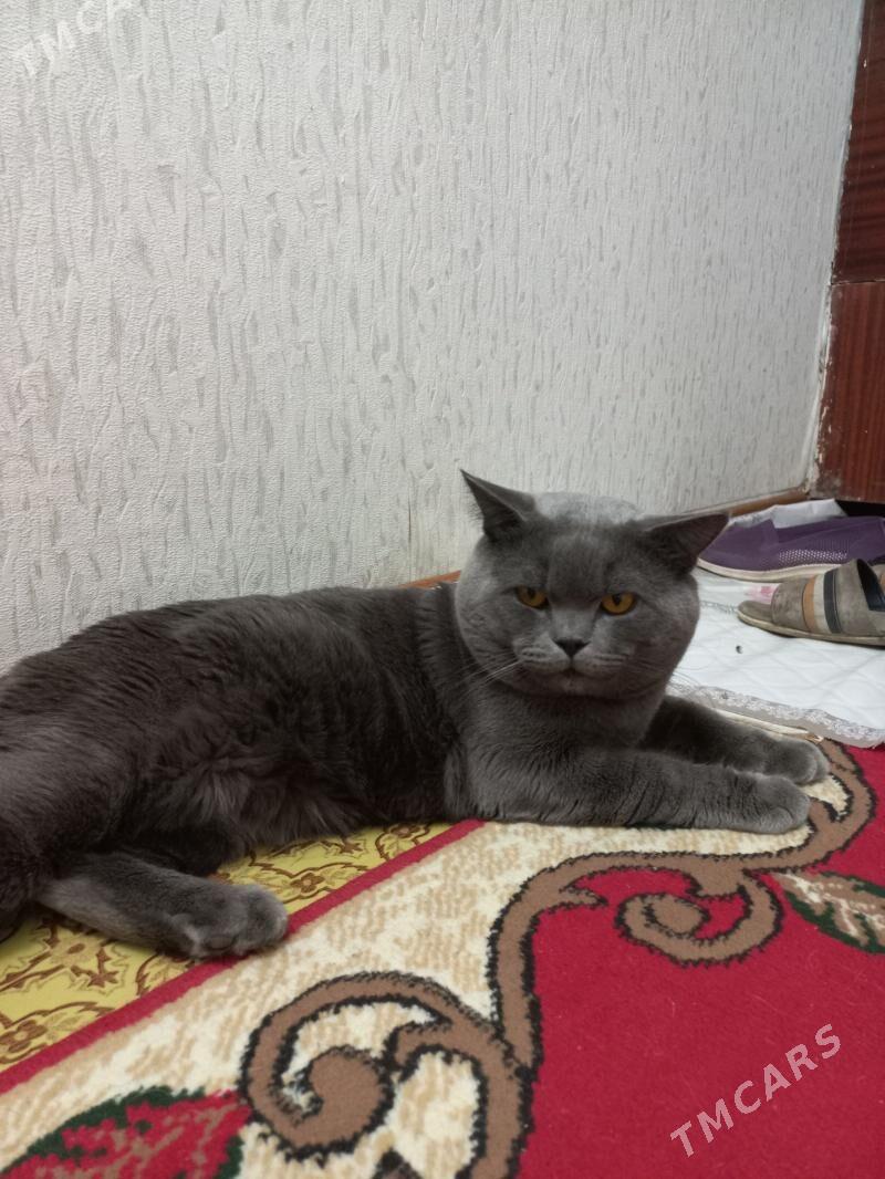 малчик - Туркменабат - img 3