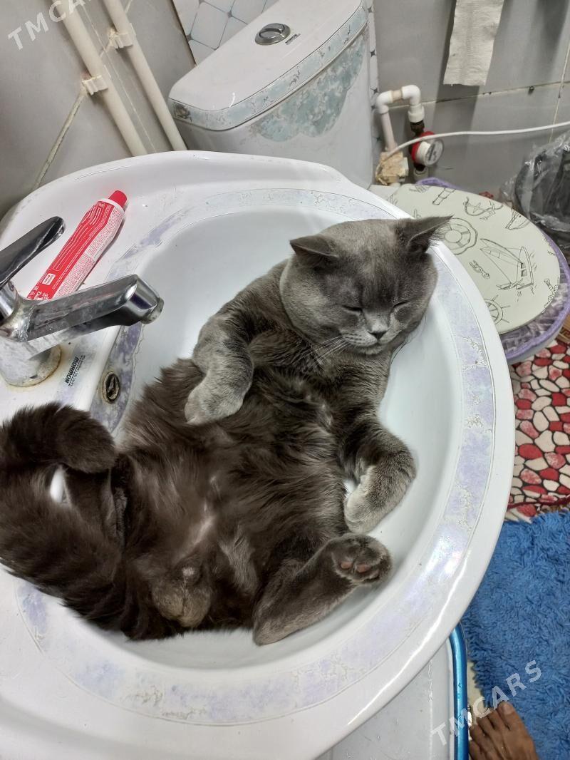 малчик - Туркменабат - img 2