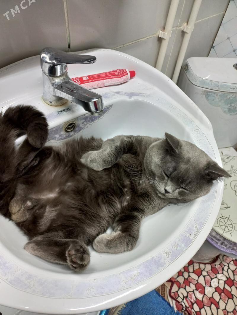 малчик - Туркменабат - img 1