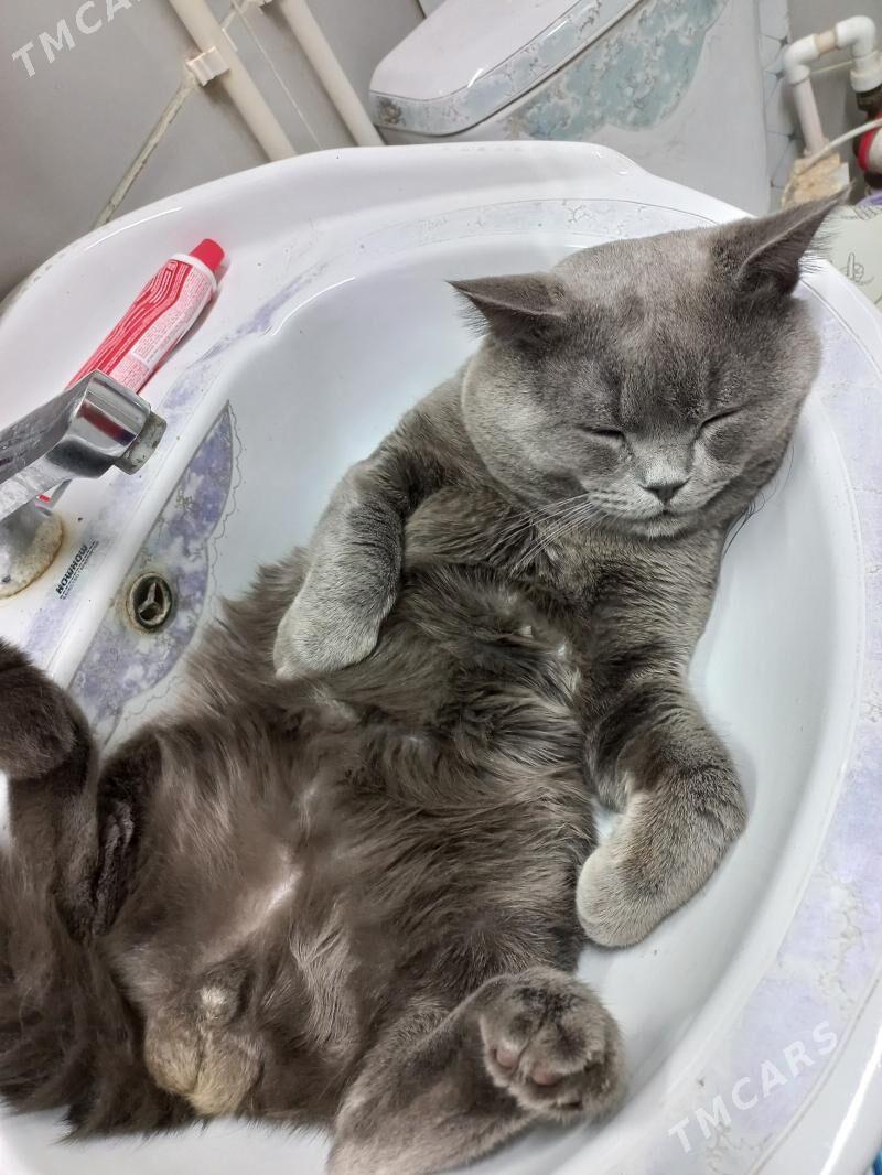 малчик - Туркменабат - img 4