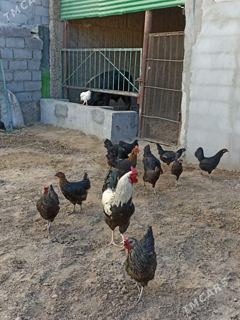 ATAKIS TOWUKLAR - Aşgabat - img 2