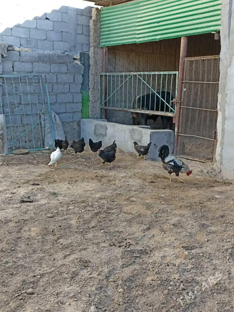 ATAKIS TOWUKLAR - Aşgabat - img 3