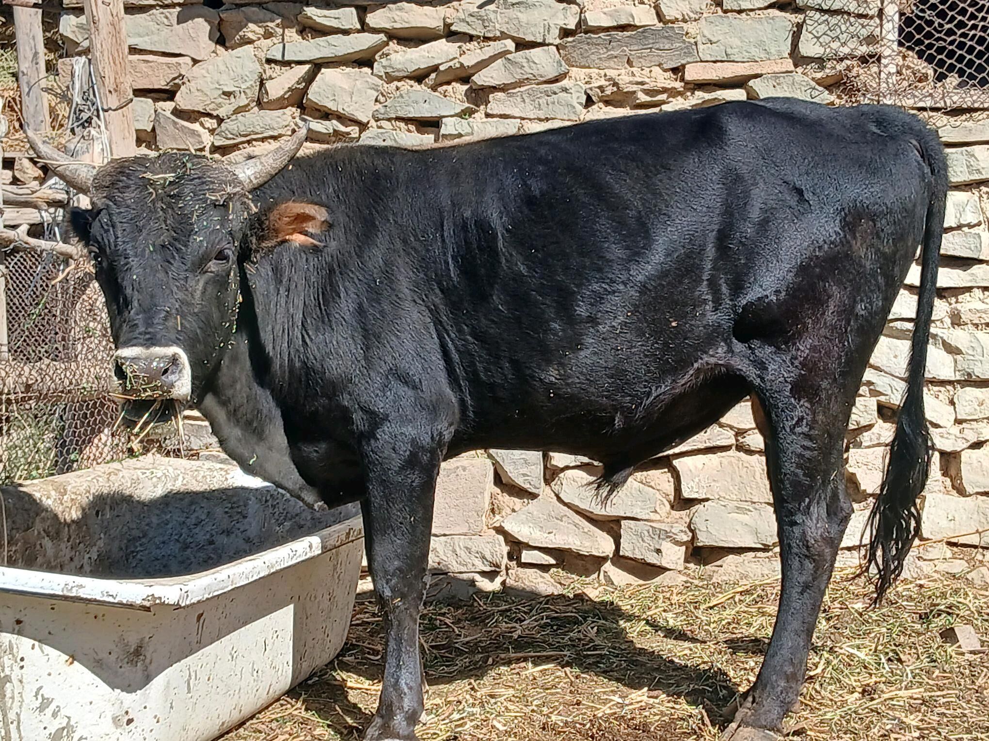 Öküz - Magtymguly - img 3