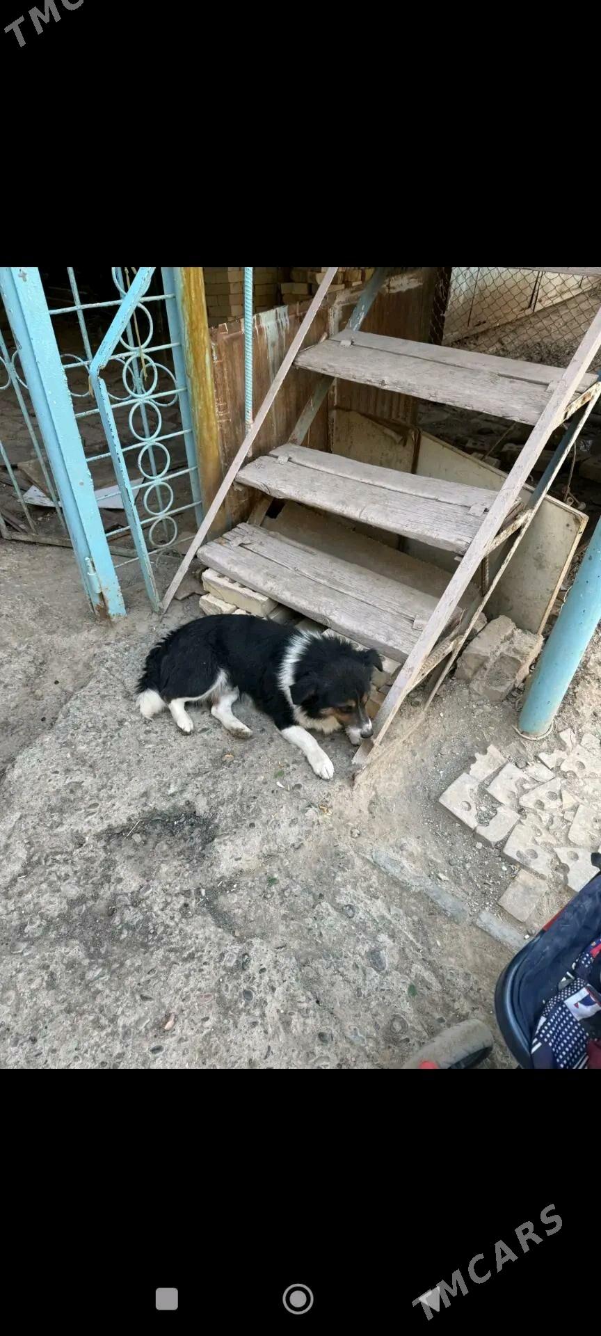 Собачки - Мары - img 2