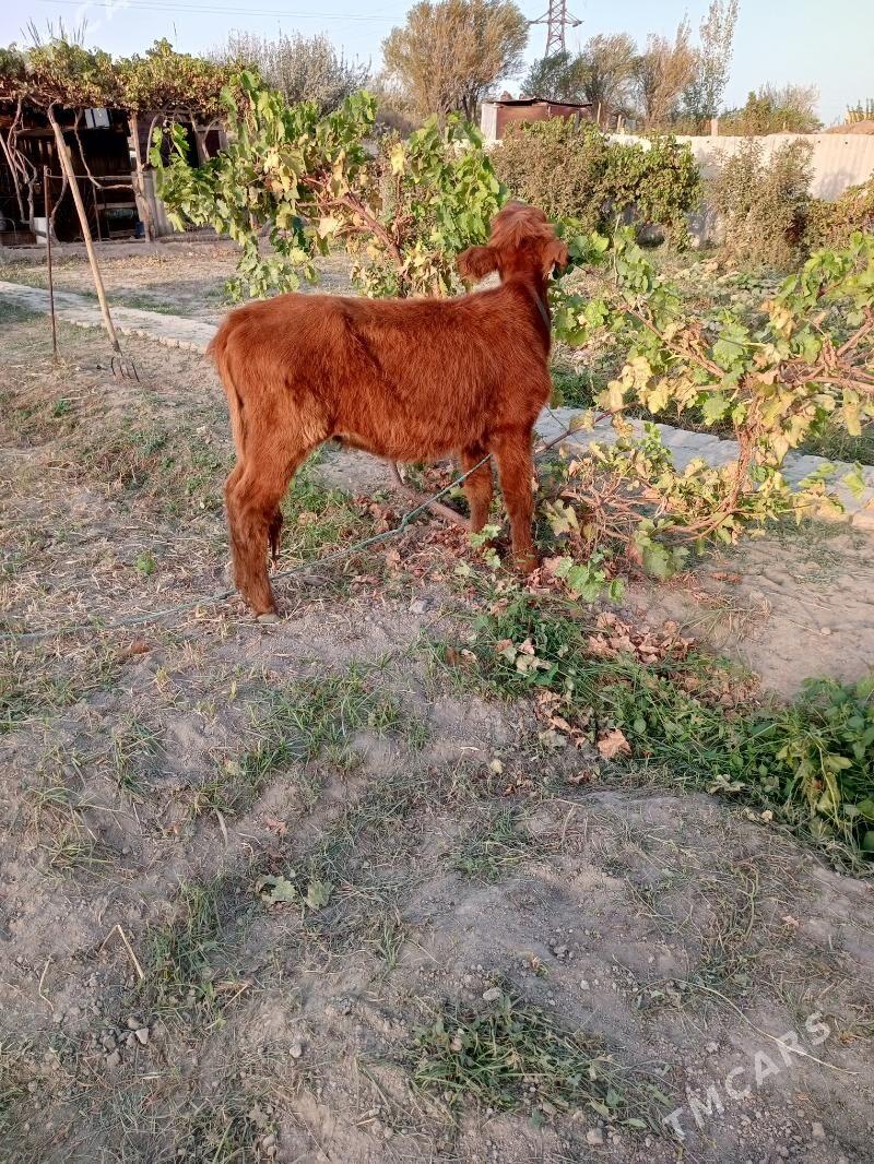 unajyn - Türkmenabat - img 2