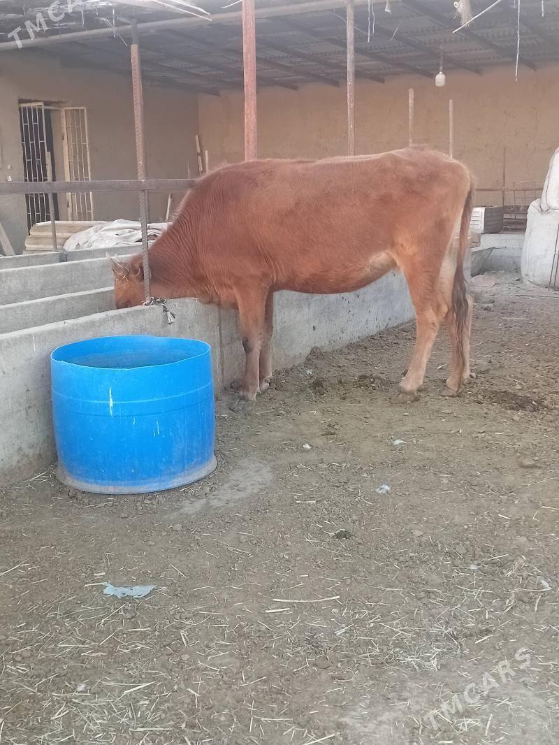 Gulajyn bakylan - Murgap - img 2