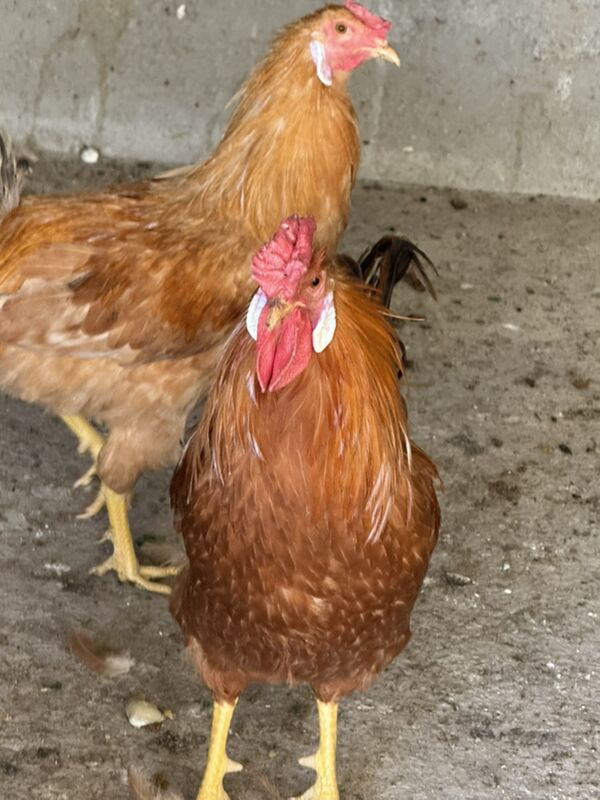 Türkmen Horazlar - Бахарден - img 2