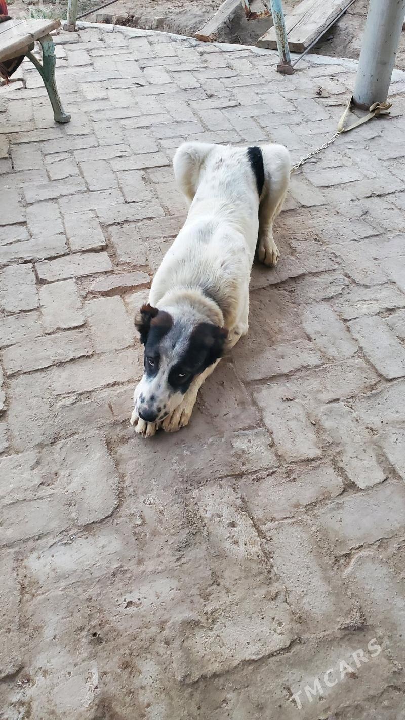 Garagöz - Ёлётен - img 3