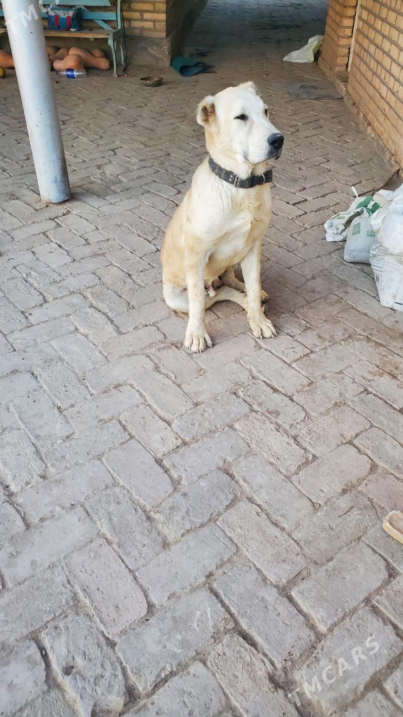 Garagöz - Ёлётен - img 7