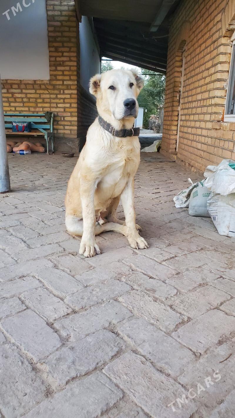 Garagöz - Ёлётен - img 6