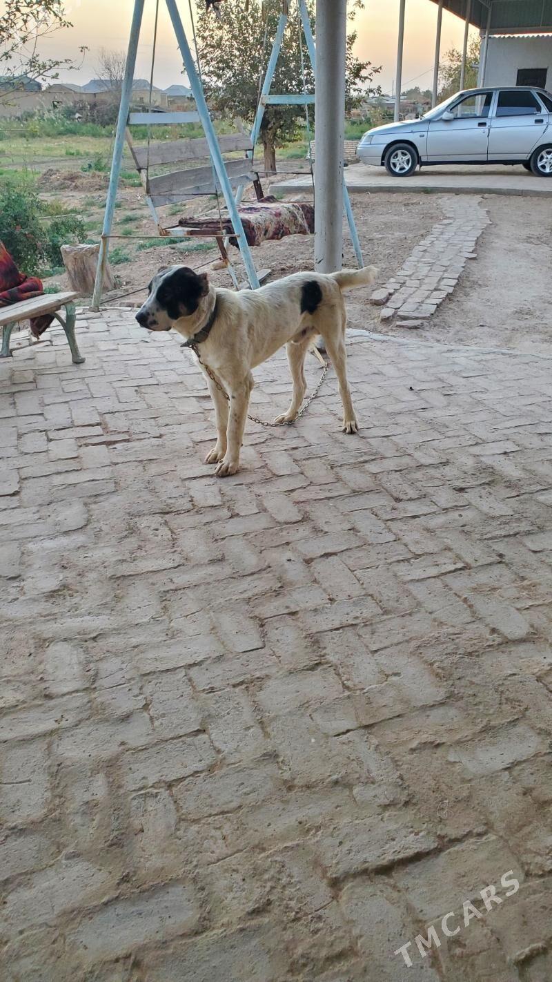 Garagöz - Ёлётен - img 8