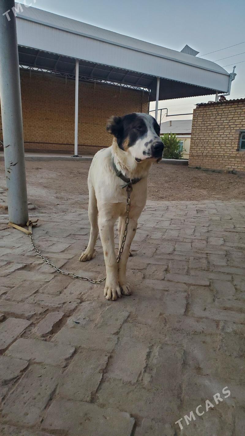 Garagöz - Ёлётен - img 4