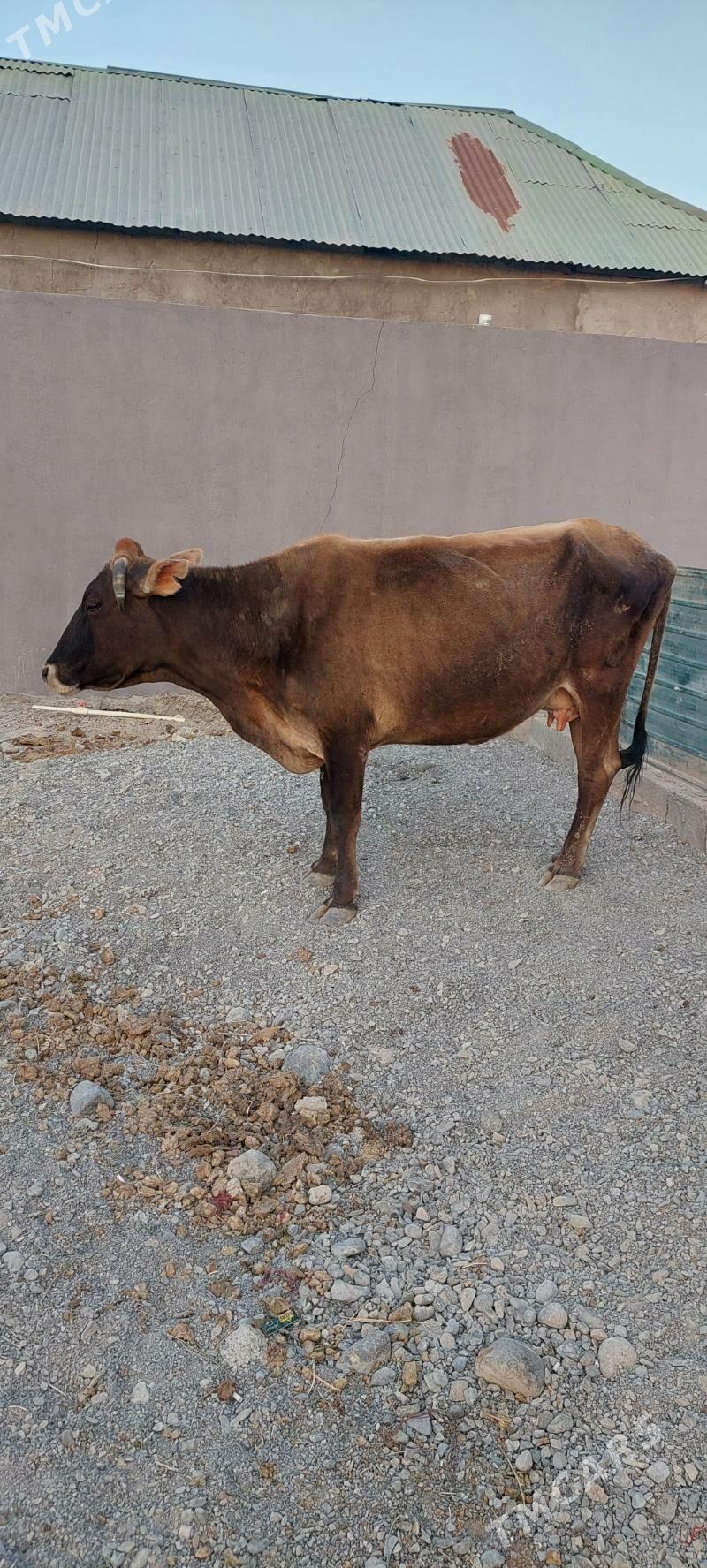 Sygyr - Çoganly - img 2