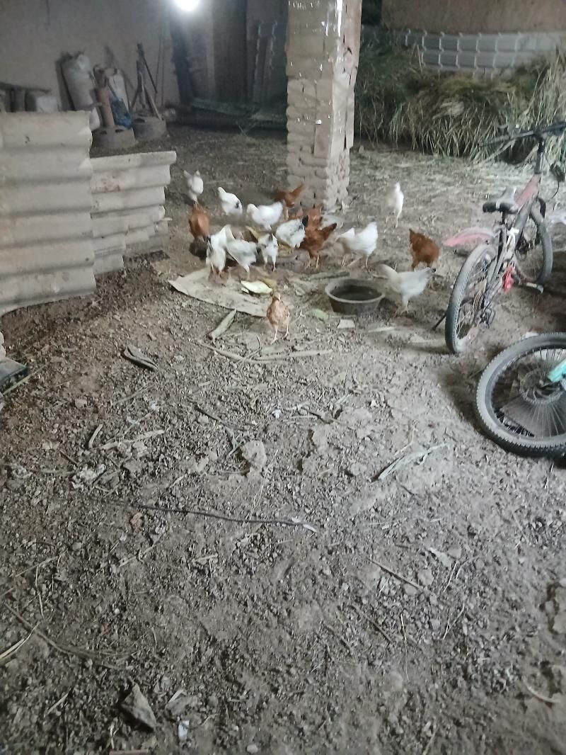 3 aýlyk jüýjeler - Görogly (Tagta) - img 2