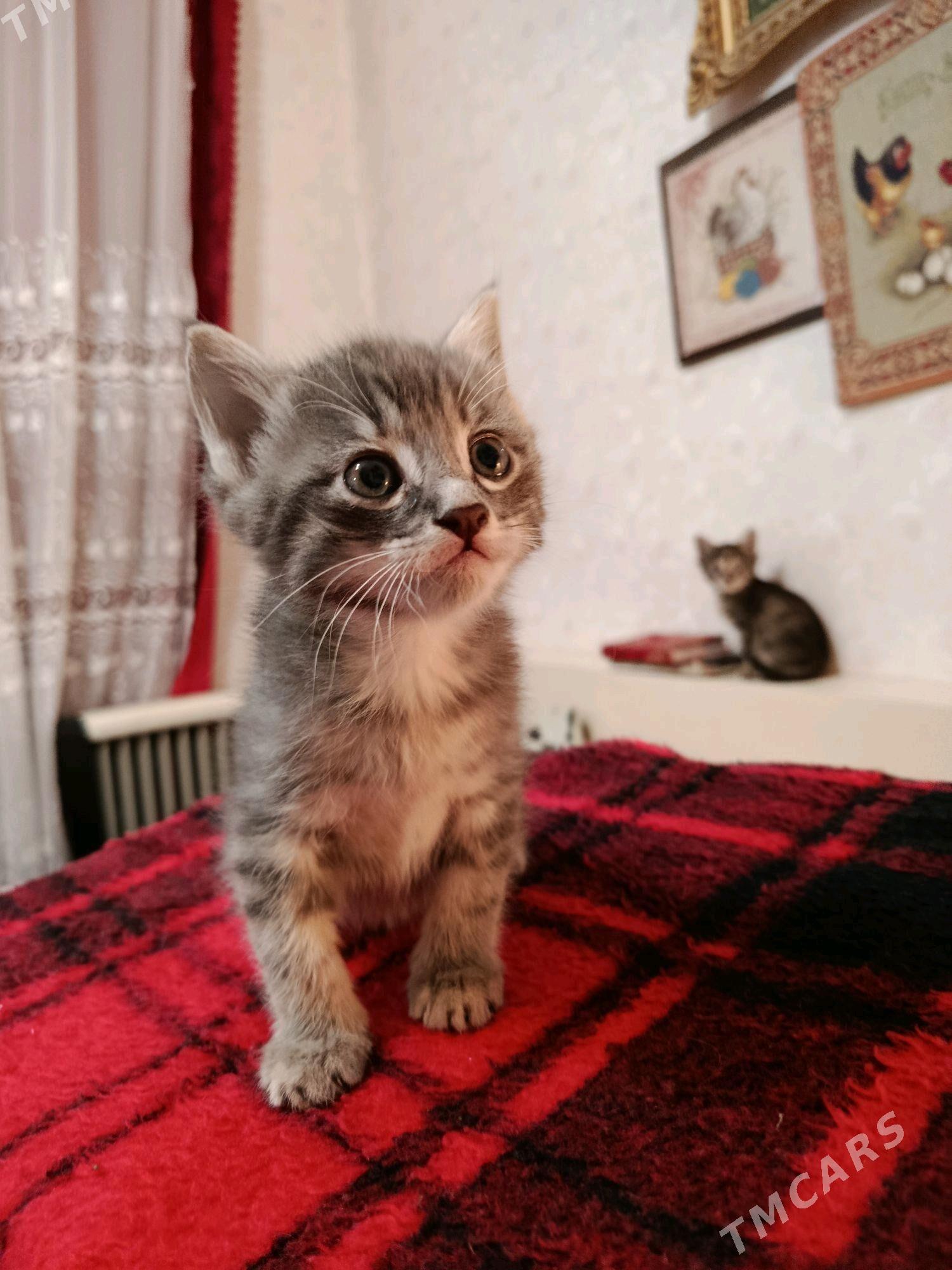 котята - Ашхабад - img 2