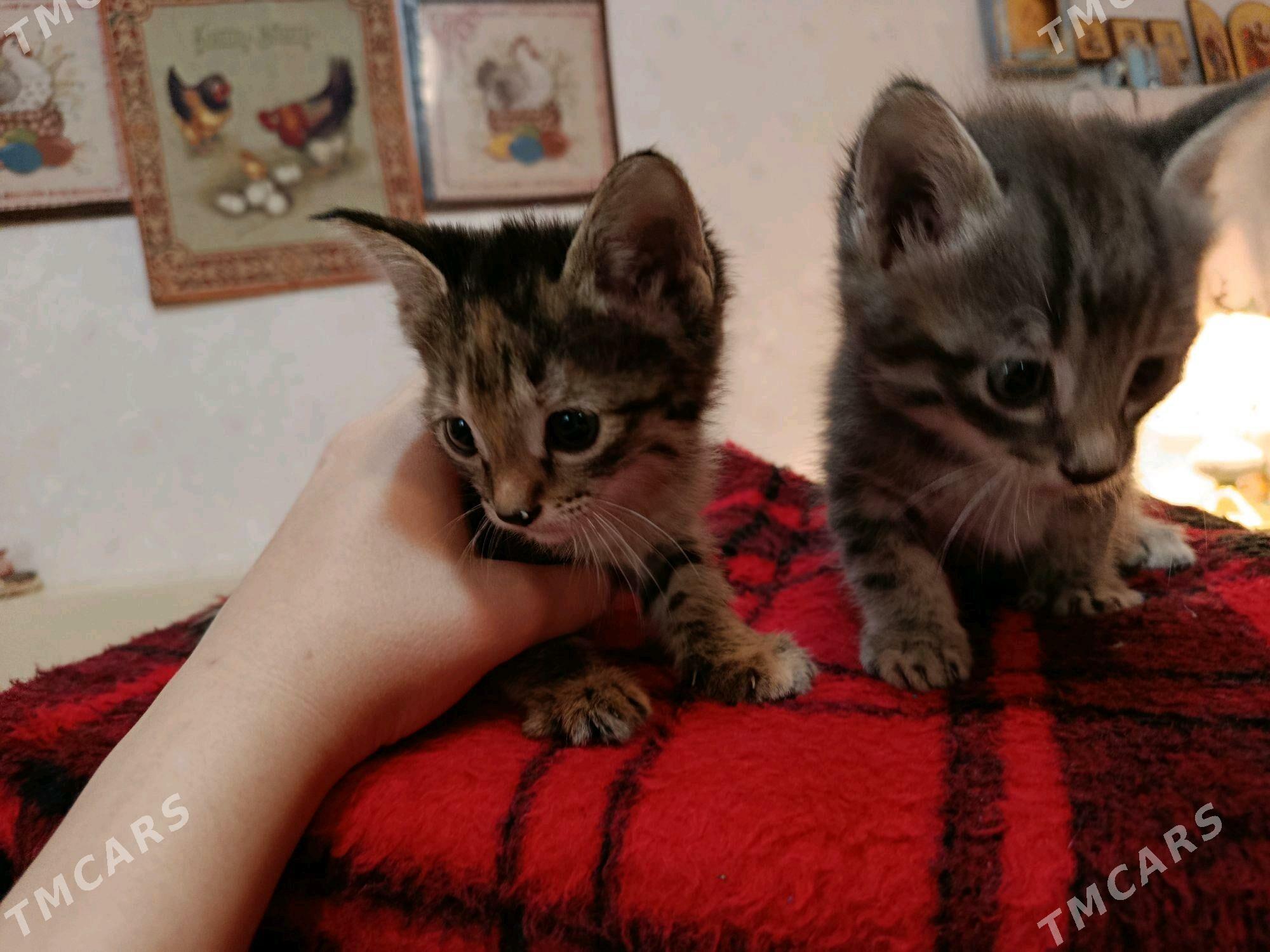 котята - Ашхабад - img 4