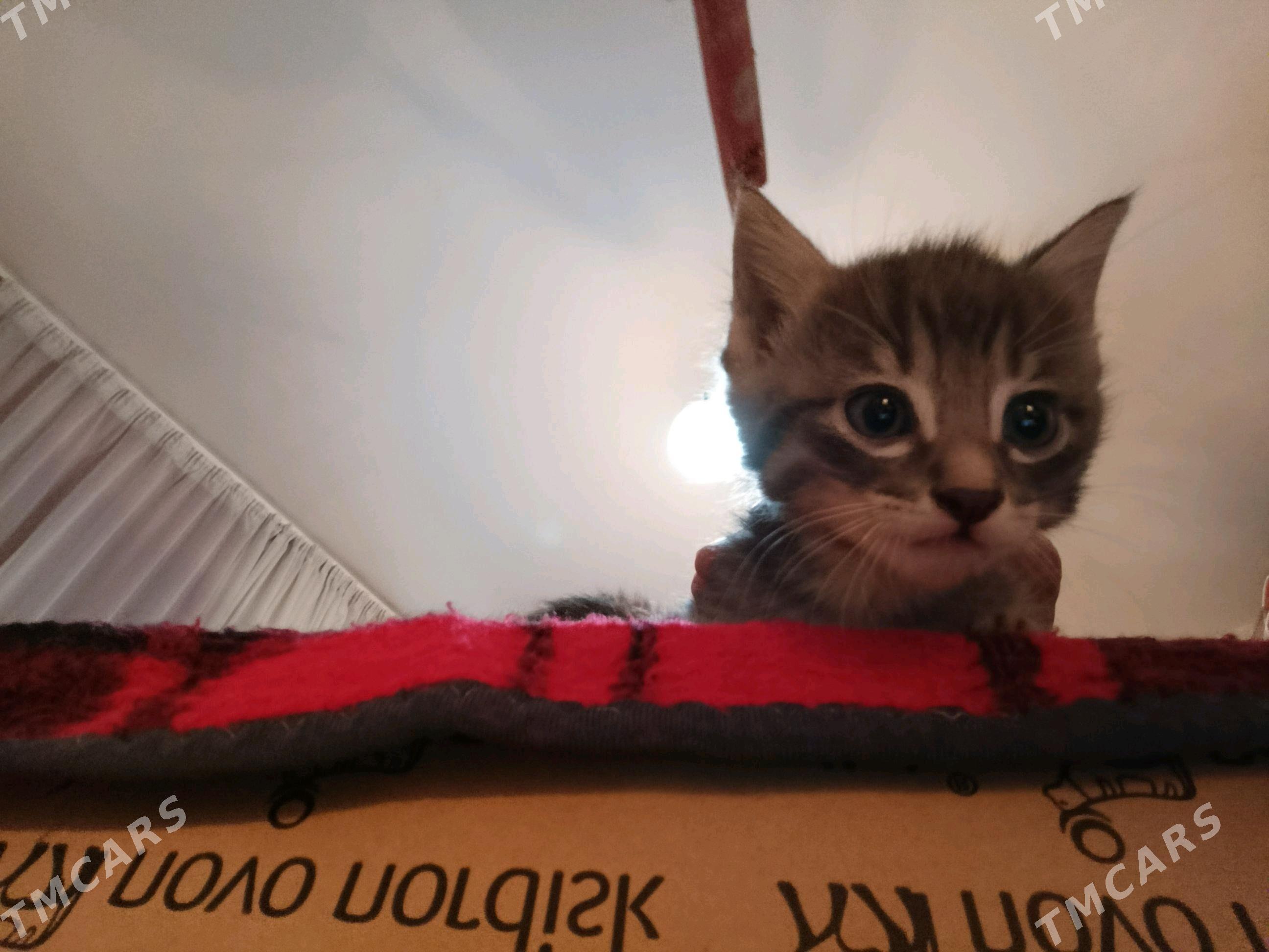 котята - Ашхабад - img 5