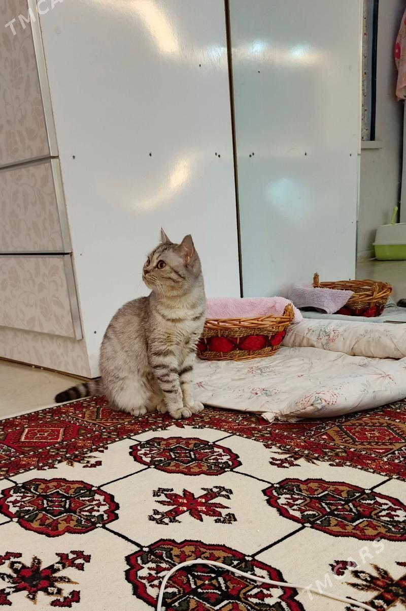 pisik siyaniski - Aşgabat - img 1