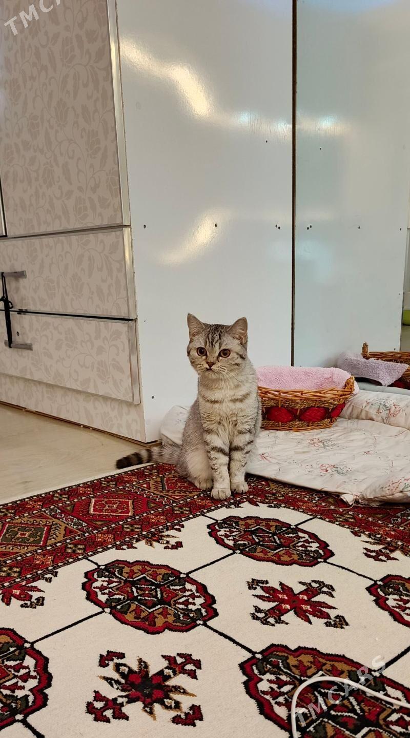 pisik siyaniski - Aşgabat - img 2