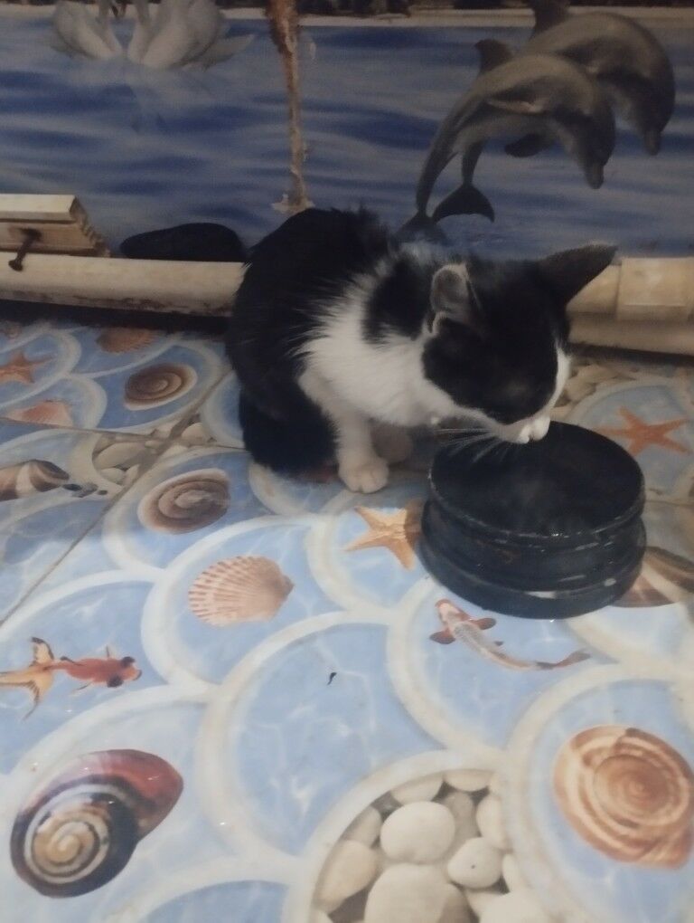 pisik - Daşoguz - img 4