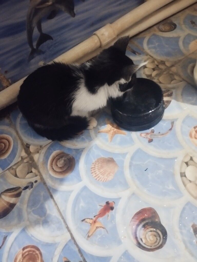 pisik - Daşoguz - img 3