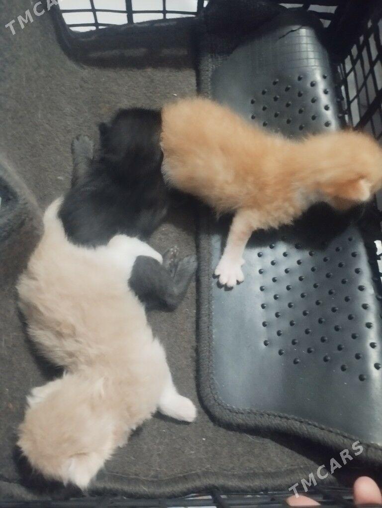 pisikler - Daşoguz - img 3