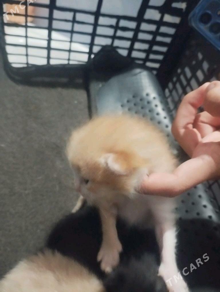 pisikler - Daşoguz - img 4