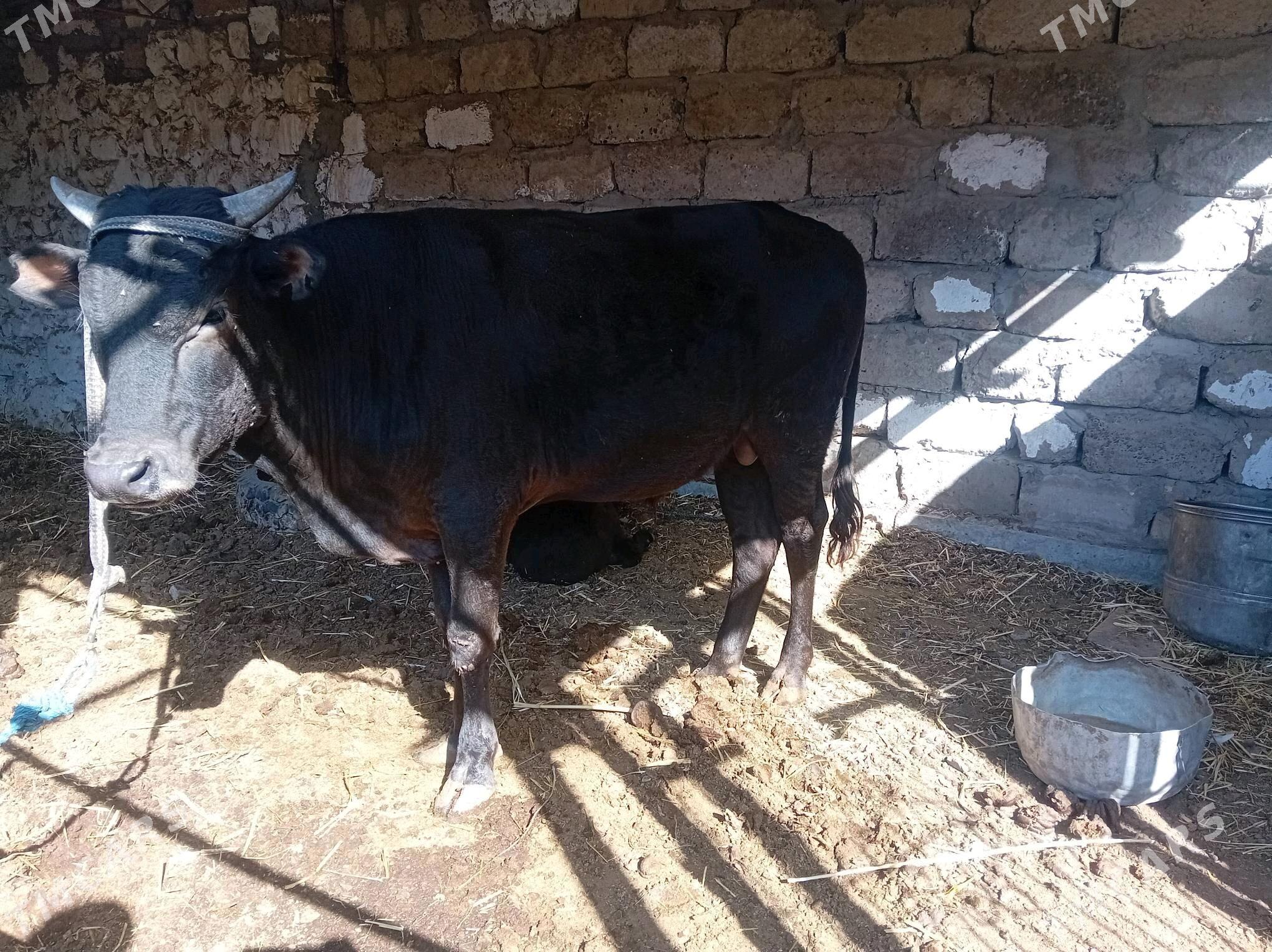 şvet öküz - Türkmenabat - img 2