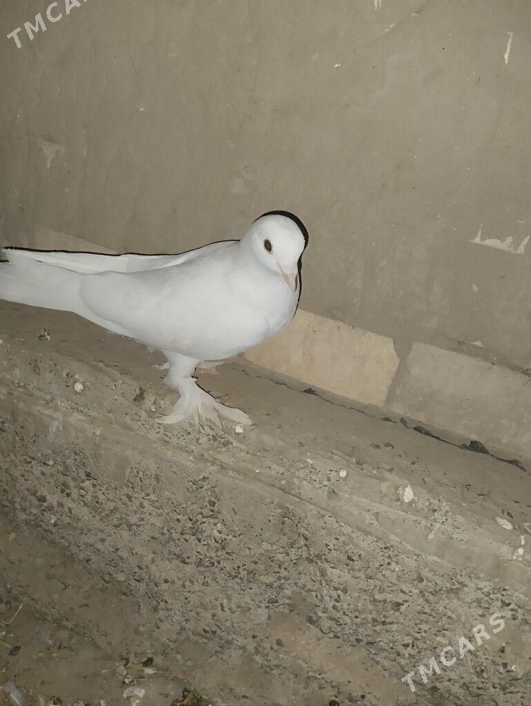 KEPDERI - Şatlyk - img 5