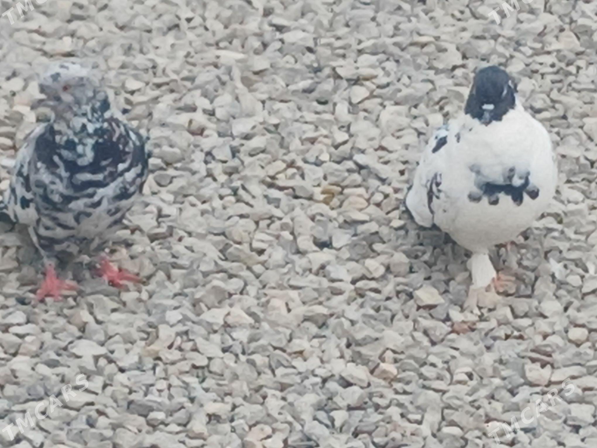 kepderi - Гызыларбат - img 8