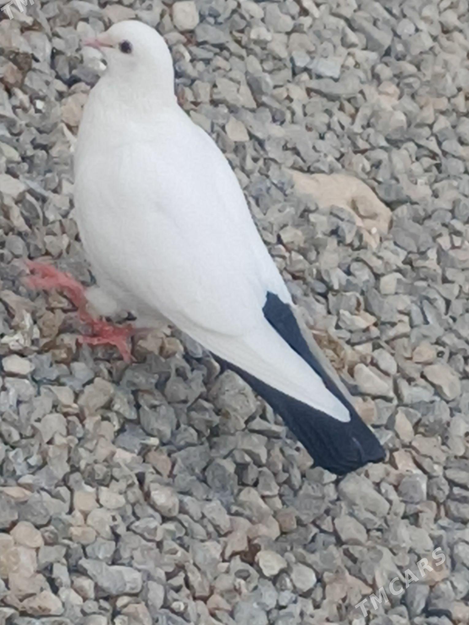 kepderi - Гызыларбат - img 9