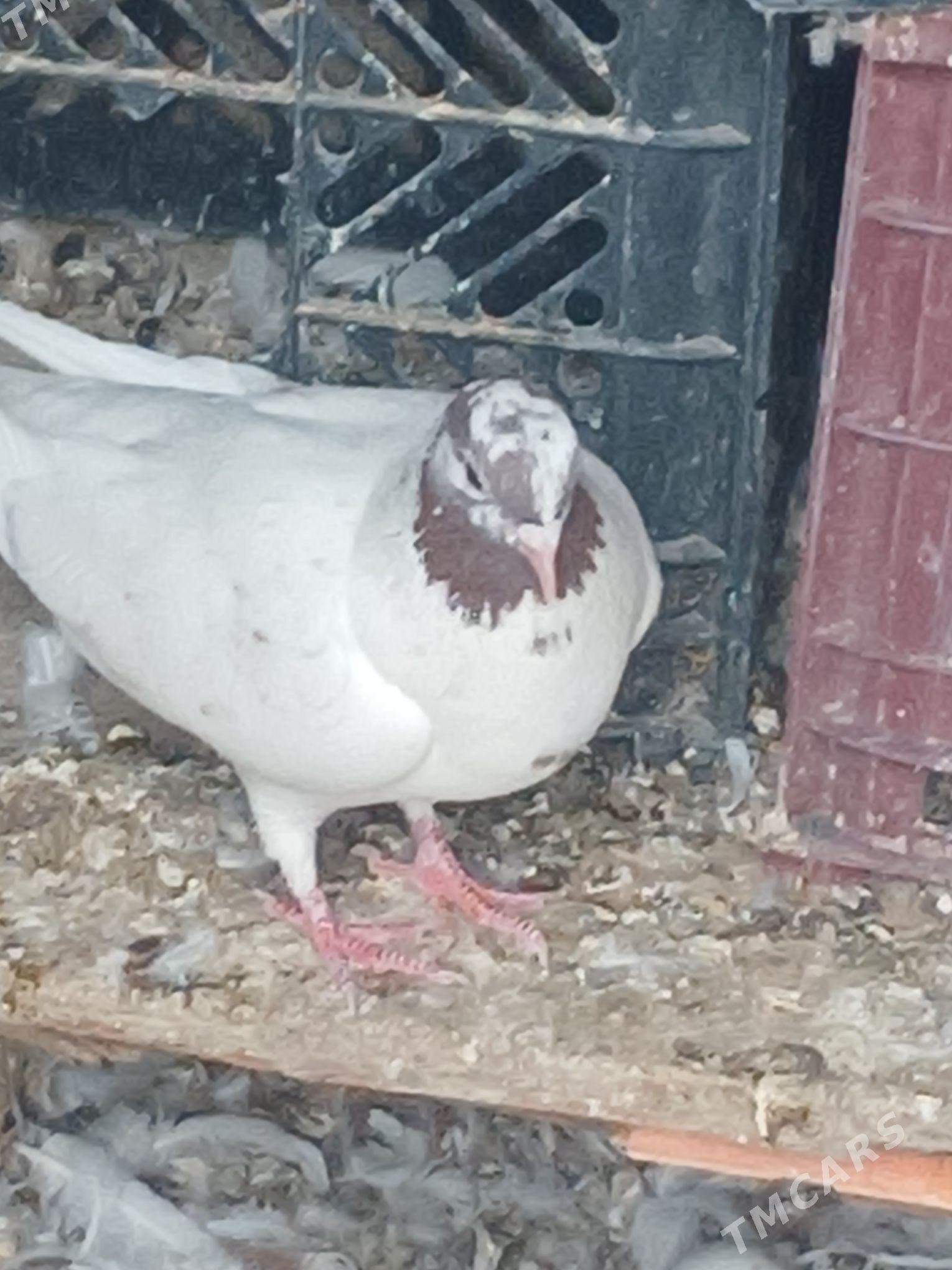 kepderi - Гызыларбат - img 3