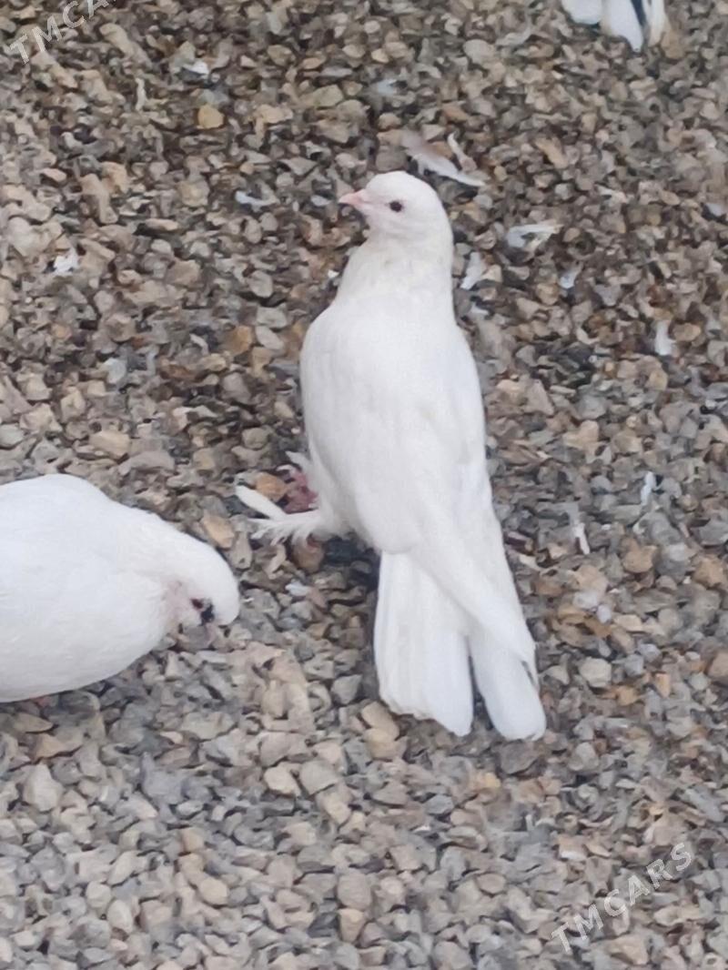 kepderi - Гызыларбат - img 2