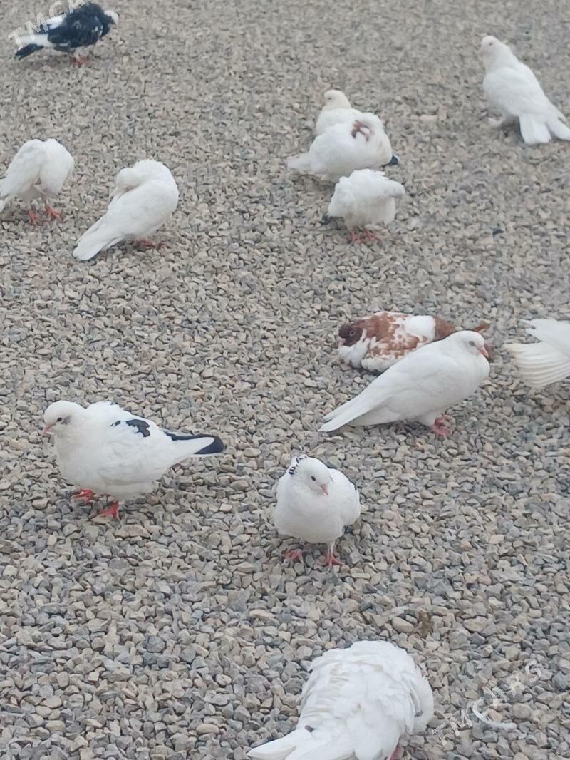 kepderi - Гызыларбат - img 4