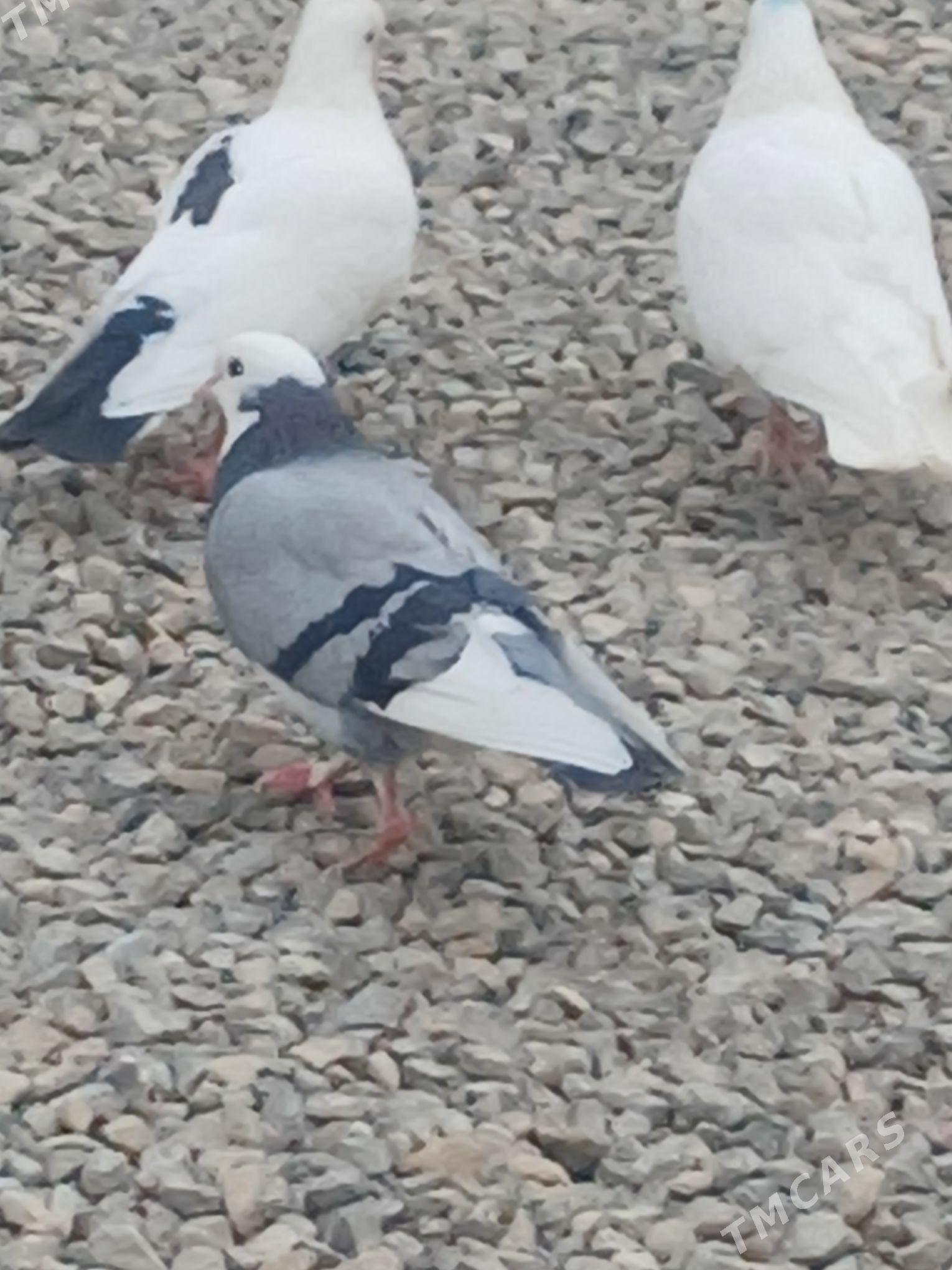 kepderi - Гызыларбат - img 10