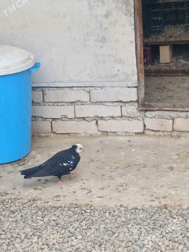 kepderi - Гызыларбат - img 6